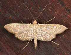 Nausinoe geometralis
