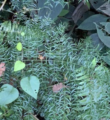 Asparagus gonoclados