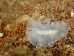 Pericelis hymanae