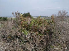 Plicosepalus acaciae