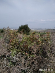 Plicosepalus acaciae