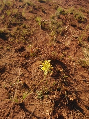 Bulbine capitata