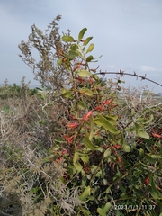 Plicosepalus acaciae