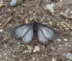 Styx infernalis