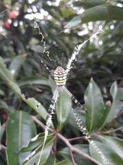 Argiope picta