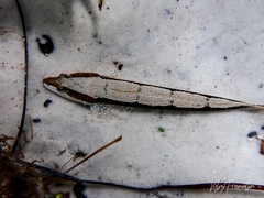 Platycephalus laevigatus