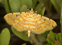 Notarcha quaternalis