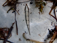 Platycephalus laevigatus