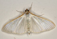 Palpita vitrealis