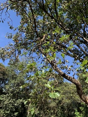 Terminalia bellirica