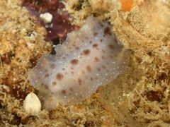 Dendrodoris elongata