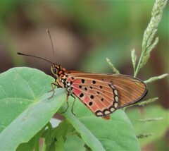 Acraea oncaea