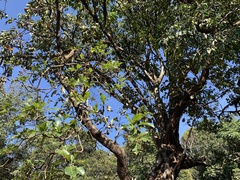 Terminalia bellirica