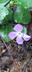 Vinca major