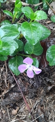 Vinca major