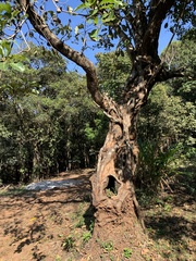 Terminalia bellirica