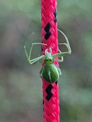 Cetratus circumlitus