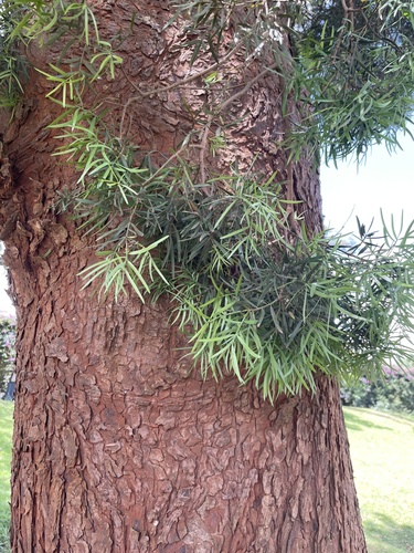 Afrocarpus falcatus