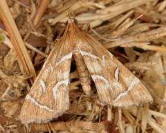 Panotima angularis
