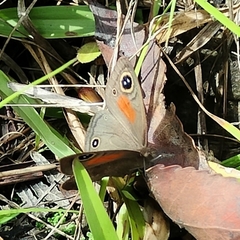 Cassionympha cassius