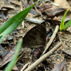 Cassionympha cassius