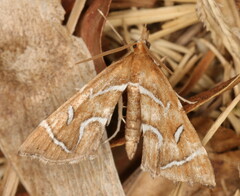 Panotima angularis
