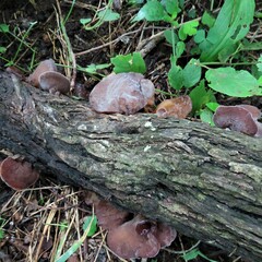 Auricularia auricula-judae