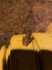 Hyla cinerea