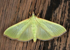 Parotis prasinophila