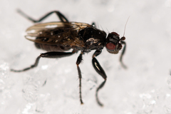 Sphaeroceridae