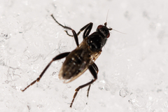 Sphaeroceridae