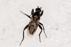 Sphaeroceridae