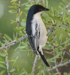 Dryoscopus cubla hamatus