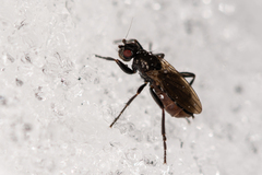 Sphaeroceridae