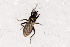 Sphaeroceridae