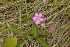 Polymeria calycina
