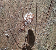 Smeringopus