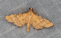 Piletocera flavalis