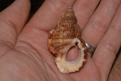 Dulcerana granularis