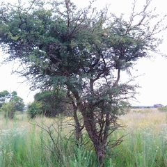 Vachellia