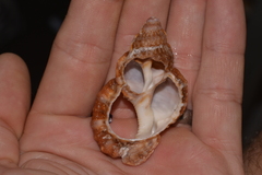 Dulcerana granularis