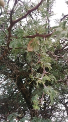 Vachellia
