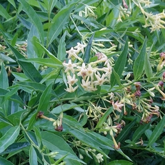Cestrum laevigatum