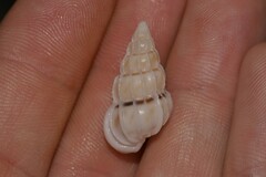 Gyroscala commutata