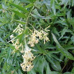 Cestrum laevigatum