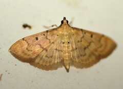 Psara atritermina