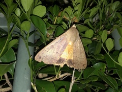 Ophiusa disjungens