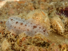Dendrodoris elongata