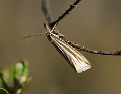 Hednota grammellus