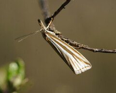 Hednota grammellus